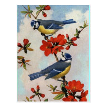 Birds Postcards