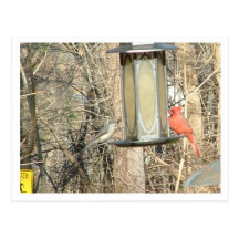 Birds. Postcards