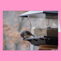 Birds Praying cards