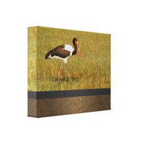 birds stork saddle billed Okavango Delta Botswana