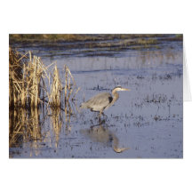 Birds Wild 180 Cards