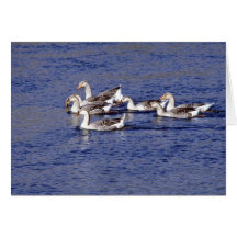 Birds Wild 193 Greeting Cards