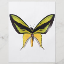 BirdWingX Butterfly Flyers