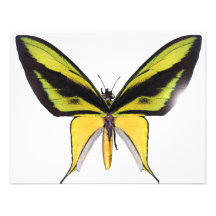 BirdWingX Butterfly Invites