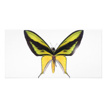 BirdWingX Butterfly Photo Card Template