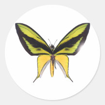 BirdWingX Butterfly Sticker