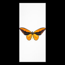 BirdWingY Butterfly rack cards