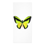 BirdWingZ Butterfly Rack Card