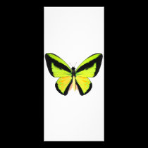 BirdWingZ Butterfly rack cards