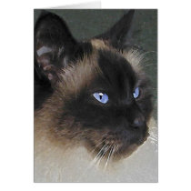 BIRMAN RAGDOLL CAT Collection Cards