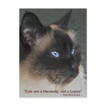 BIRMAN RAGDOLL CAT Collection Postcards