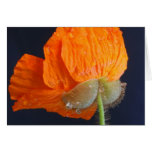 Birth of a Poppy card