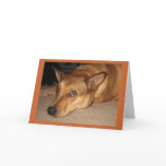 Birthday Boredom - Red Cattle Dog Lover - Western Card