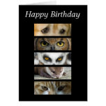 Birthday Card - Animals Eyes