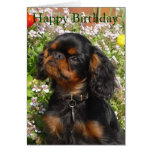 Birthday card : King charles spaniel / english toy