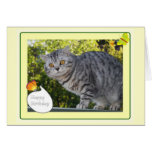Birthday - cat card cards