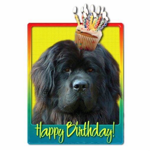Birthday Cupcake - Newfoundland Photo Sculpture