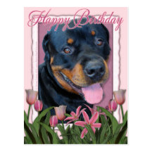 Birthday - Pink Tulips - Rottweiler - Harley Postcards