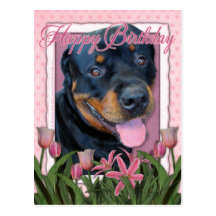 Birthday - Pink Tulips - Rottweiler - Harley Postcards