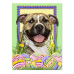 Biscuits d'oeuf de pâques - Pitbull - Tigger Carte Postale
