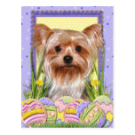 Biscuits d'oeuf de pâques - Yorkshire Terrier Cartes Postales