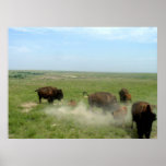 Bison and Calves 07-08-2006 Print