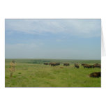 Bison and "ghost" greeting cards