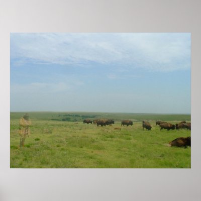 Bison and Ghost Posters by wksimages