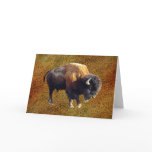 Bison Buffalo Wildlife Greeting Card