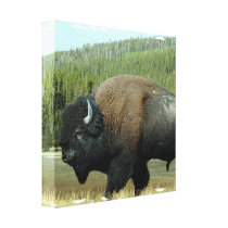 Bison  Canvas Print