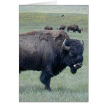 Bison Greeting Cards