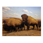 Bison Carte Postale