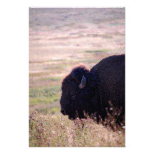 Bison closeup print 13" x 19" photo