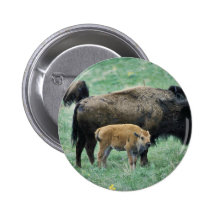 Bison cow and calf button