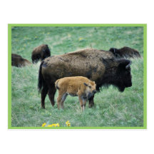 Bison cow and calf post cards