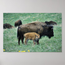 Bison cow and calf posters