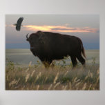 Bison & Eagle Posters