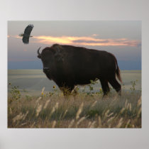 Bison & Eagle Posters