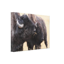 bison friendship canvas prints