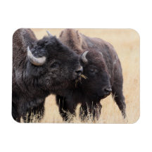 bison friendship magnet