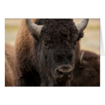 Bison Greeting Card