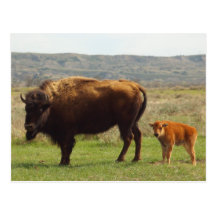 Bison in North Dakota Postcard