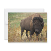 Bison Announcements