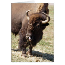 Bison Licking Cards