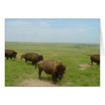 Bison near Scott City, Kansas Card