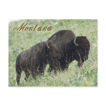 Bison pair grazing in Montana Postcard