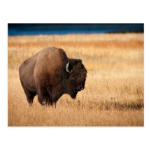 Bison Post Cards