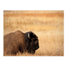 Bison Post Cards