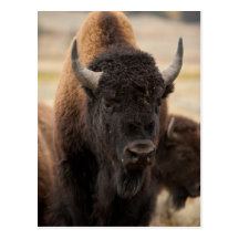 Bison Postcards