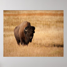 Bison Posters
